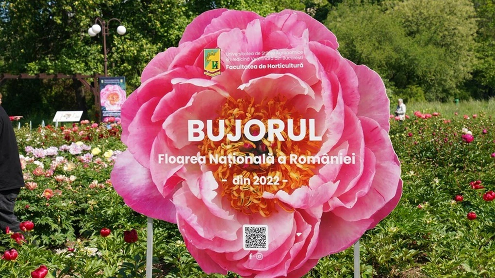 „Bujorul Madrigal”, primul soi românesc creat în parteneriat între USAMV București și Corul Madrigal
