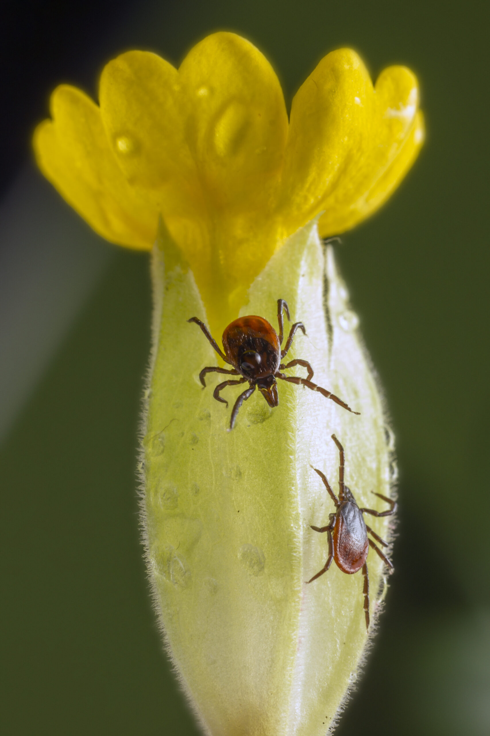 La nivel global, peste 37.000 de specii invazive au fost introduse în habitate noi. Foto: magnific.com