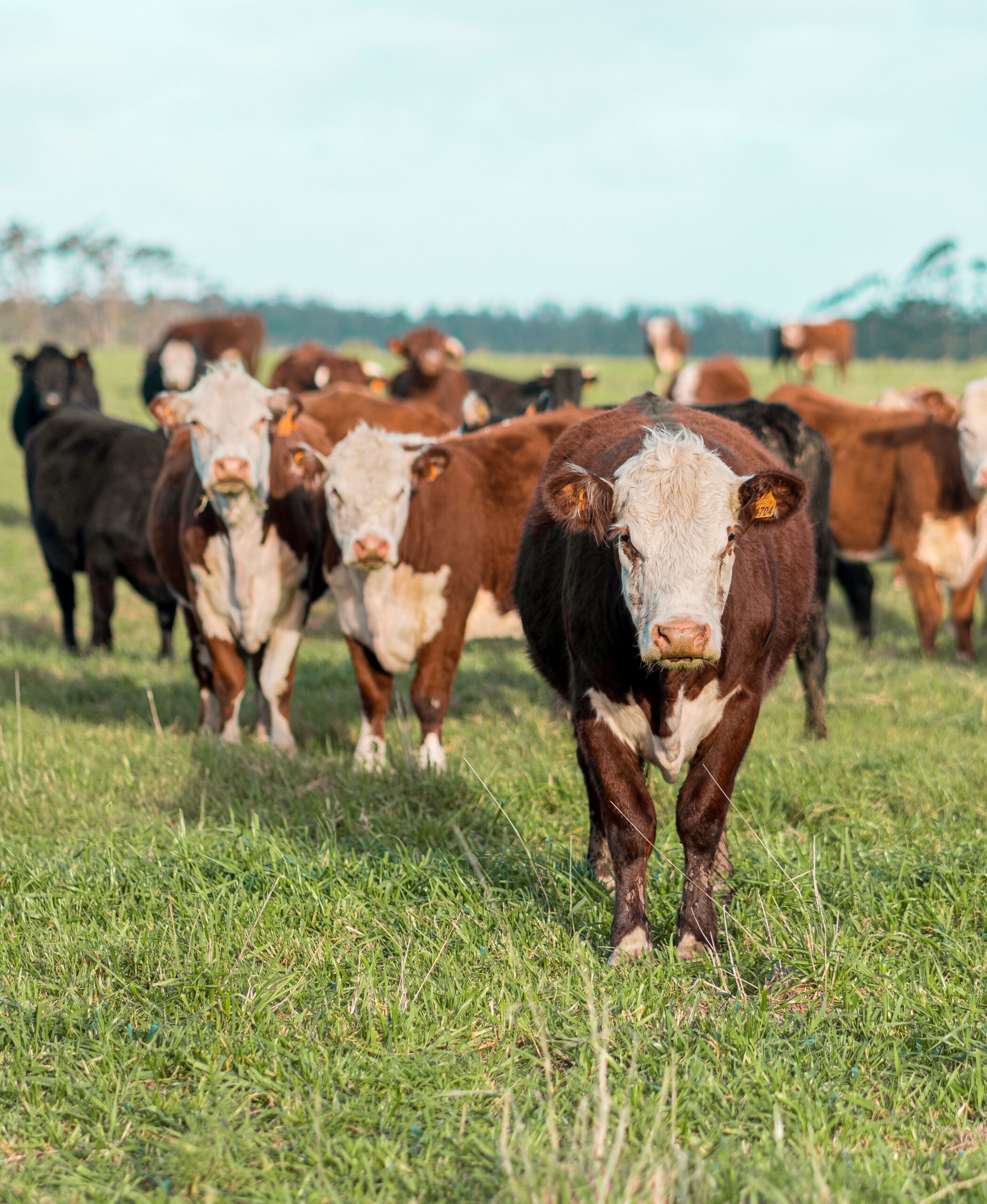 Impactul lor asupra economiei, agriculturii și mediului este mai mare decât își imaginează mulți oameni. Foto: pexels.com