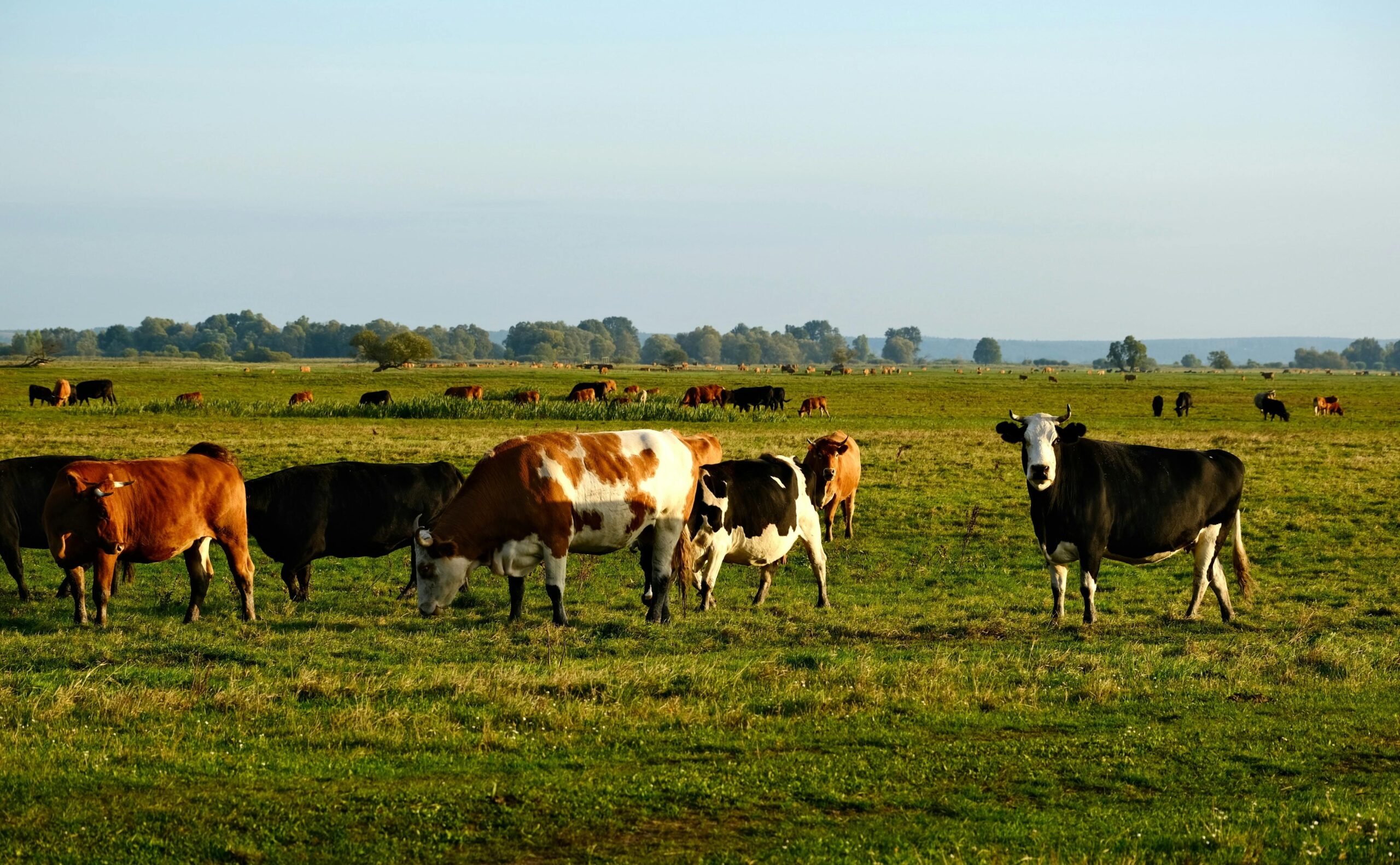 India deține cel mai mare efectiv de bovine de pe planetă, cu aproximativ 307,5 milioane de animale. Foto: pexels.com