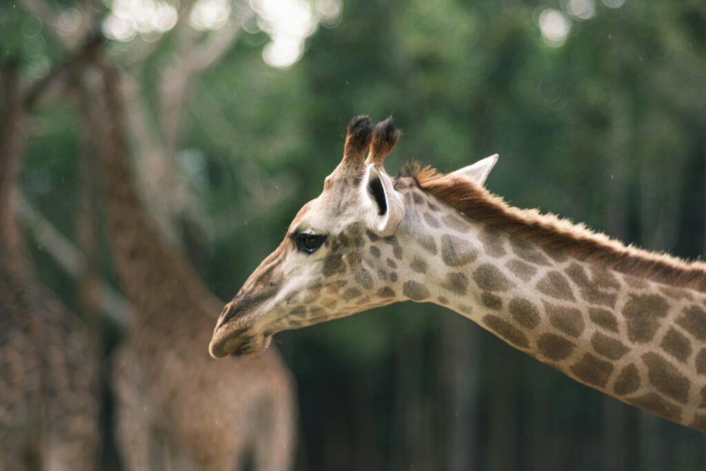 Ce culoare are limba unei girafe? Secretul fascinant ascuns în gura acestor uriași ai Africii