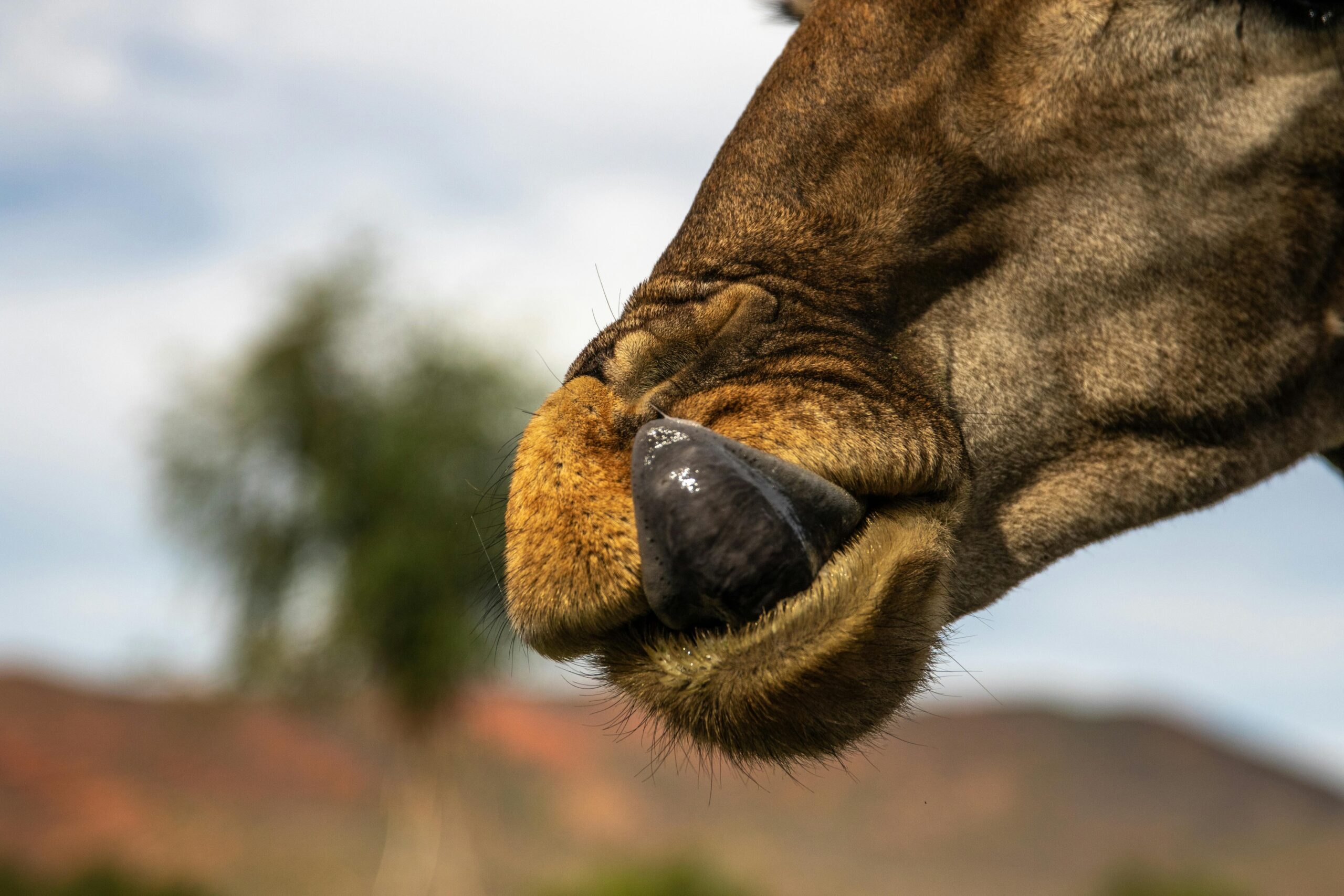 Girafele sunt printre cele mai spectaculoase animale de pe planetă. Foto: pexels.com
