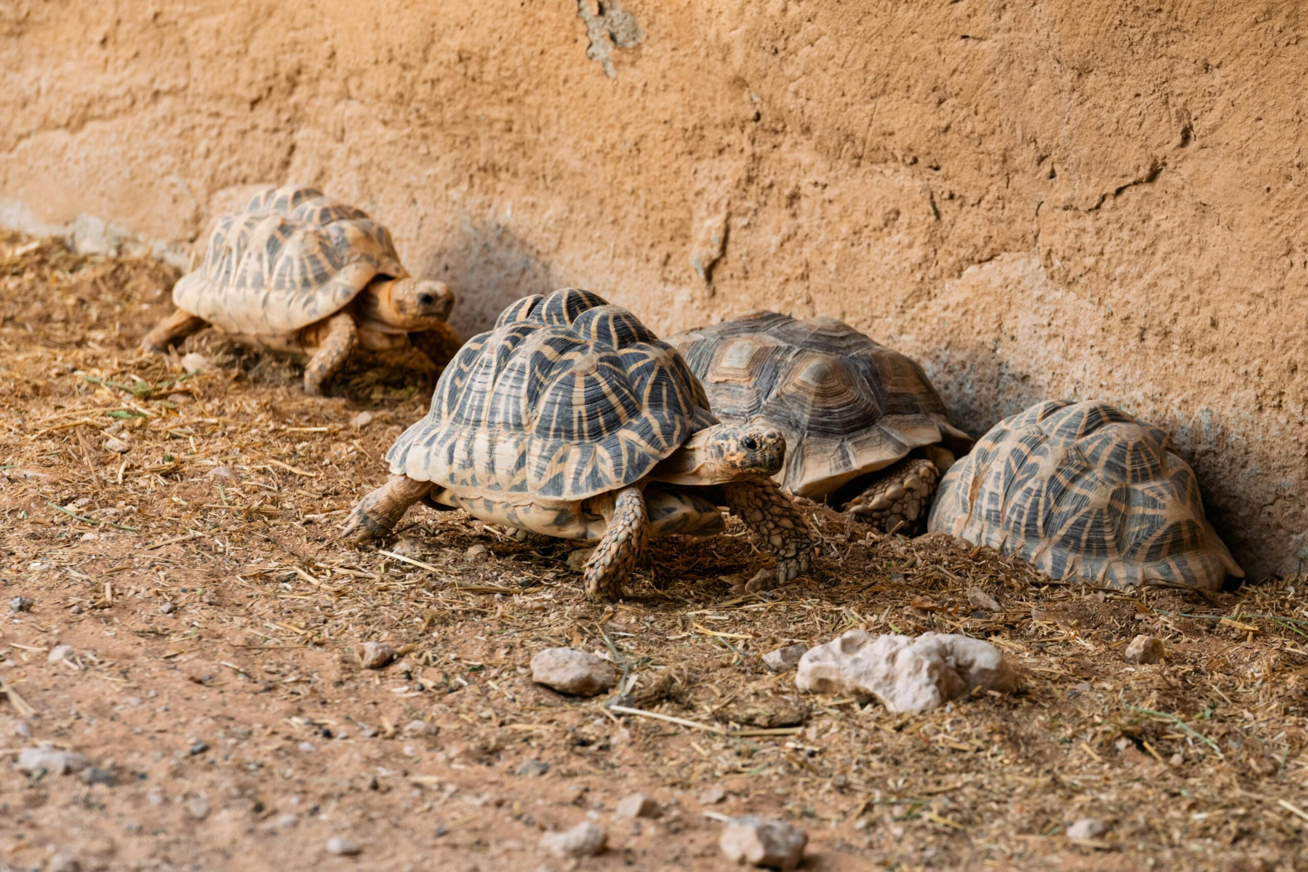 Cercetătorii au eliberat 500 de țestoase africane pintenate într-o regiune degradată din Sahel, la sudul Saharei. Foto: pexels.com