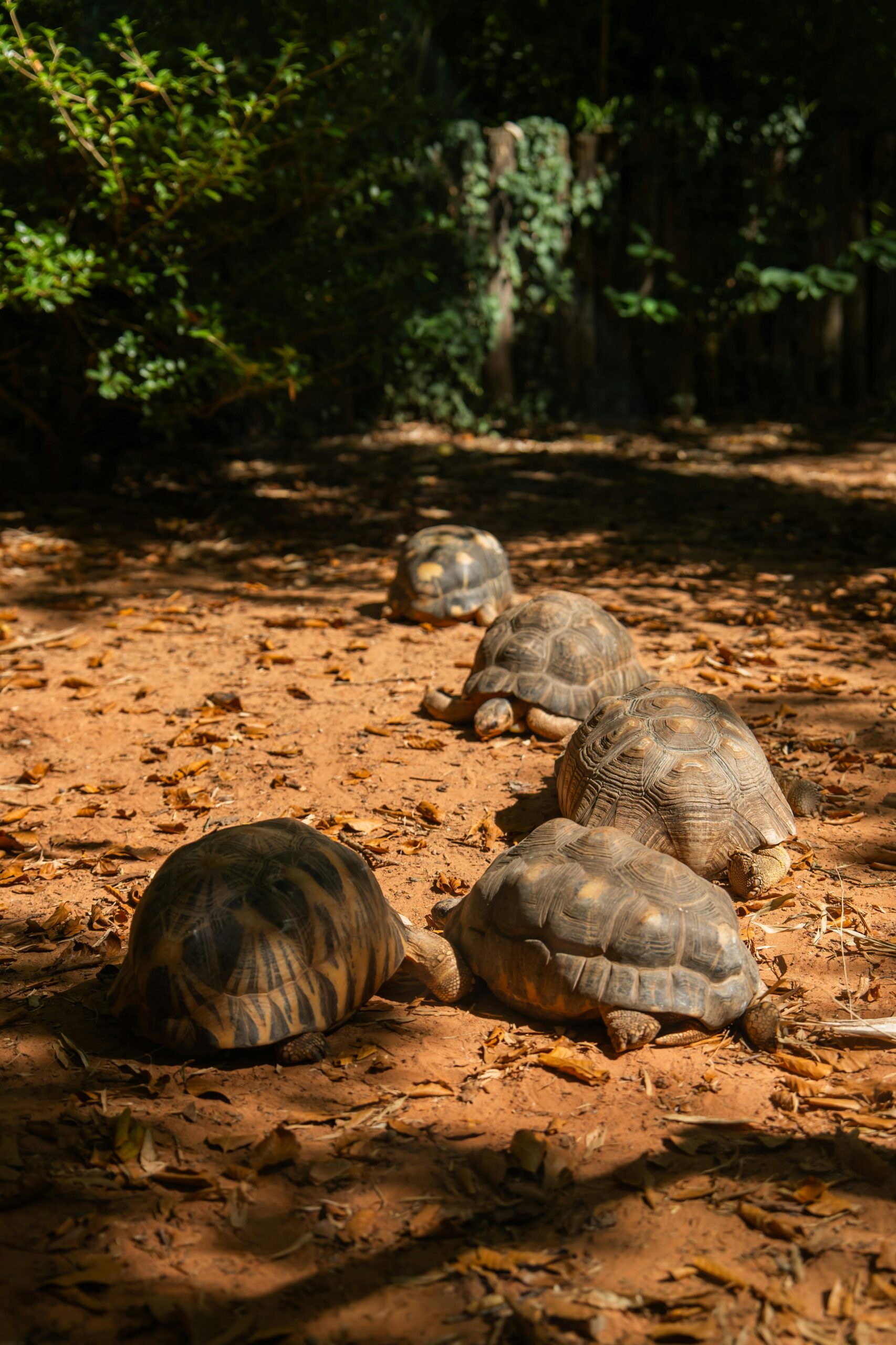 Centrochelys sulcata, cunoscută și ca țestoasa africană pintenată, este perfect adaptată condițiilor extreme de la marginea deșertului. Foto: pexels.com