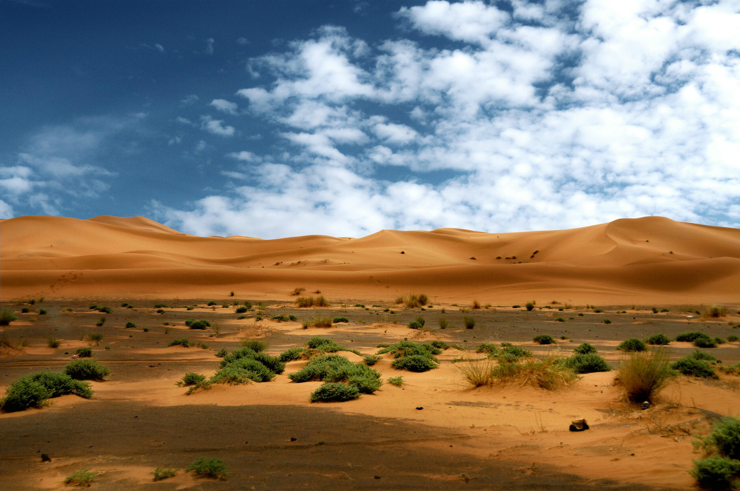 Ce s-a întâmplat când 500 de țestoase au fost eliberate în deșertul Sahara? Foto: pexels.com