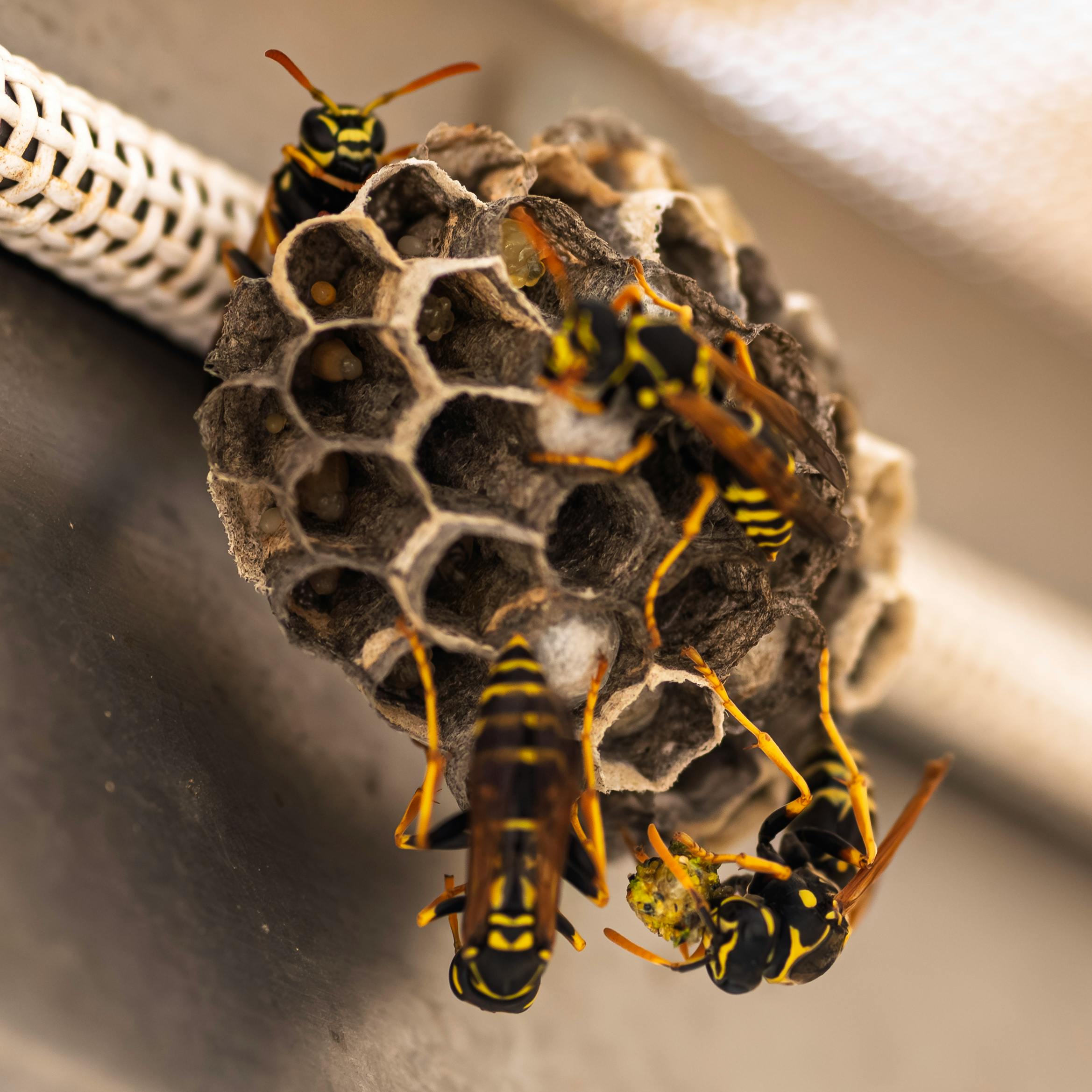 Se pare că aceste insecte evită zonele în care cred că există deja un alt cuib de viespi. Foto: pexels.com