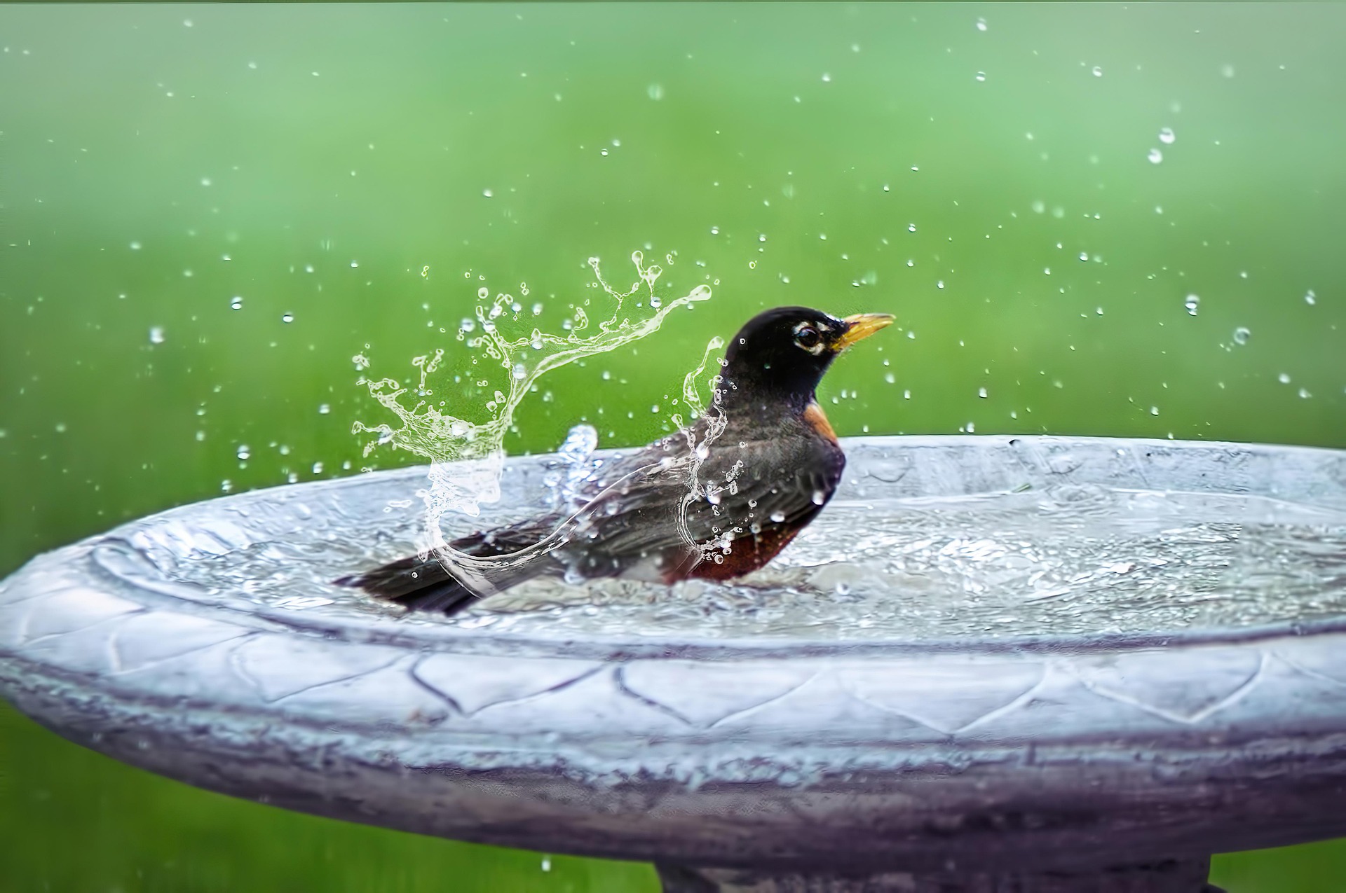 Cum cureți corect o baie pentru păsări. Foto: pixabay.com