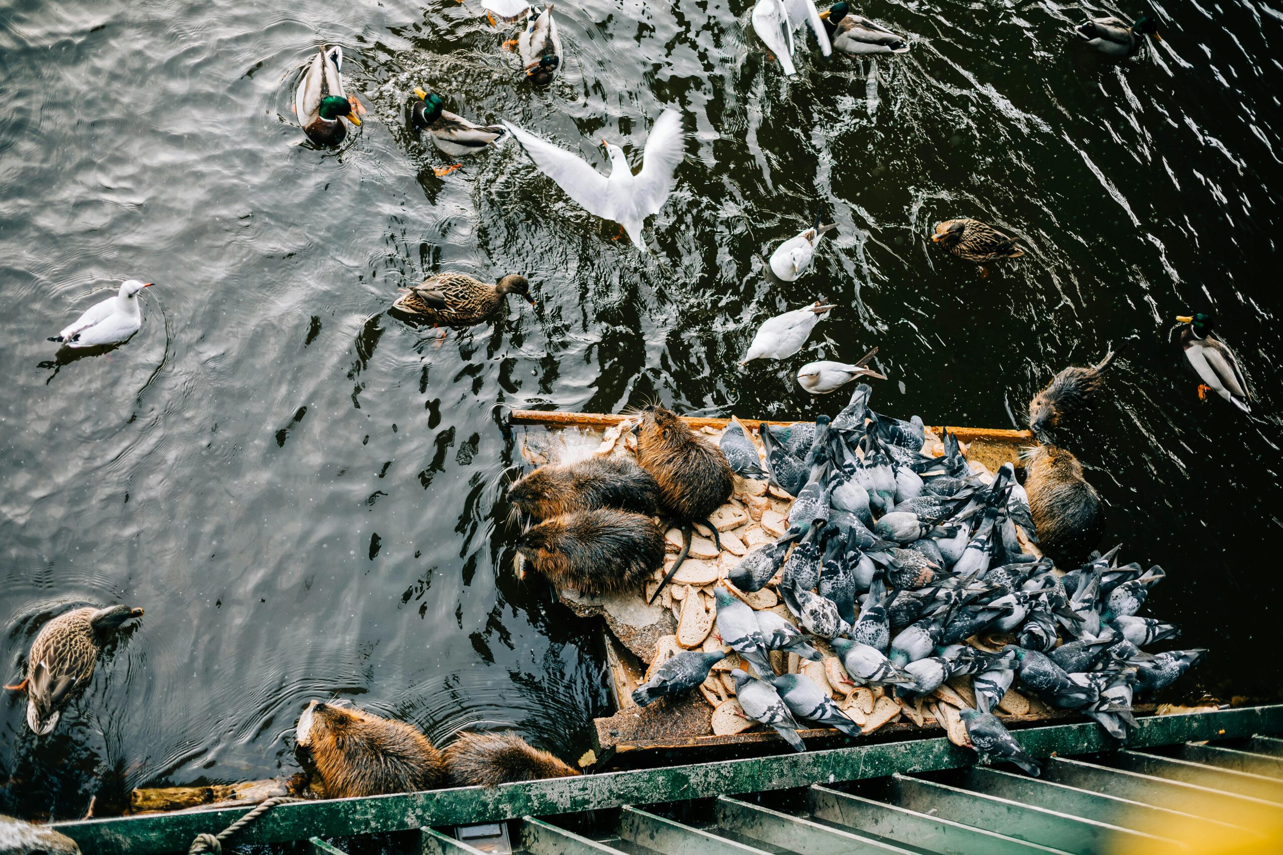 Bucățile de pâine sunt adesea oferite rațelor, gâștelor și altor păsări sălbatice. Foto: pexels.com
