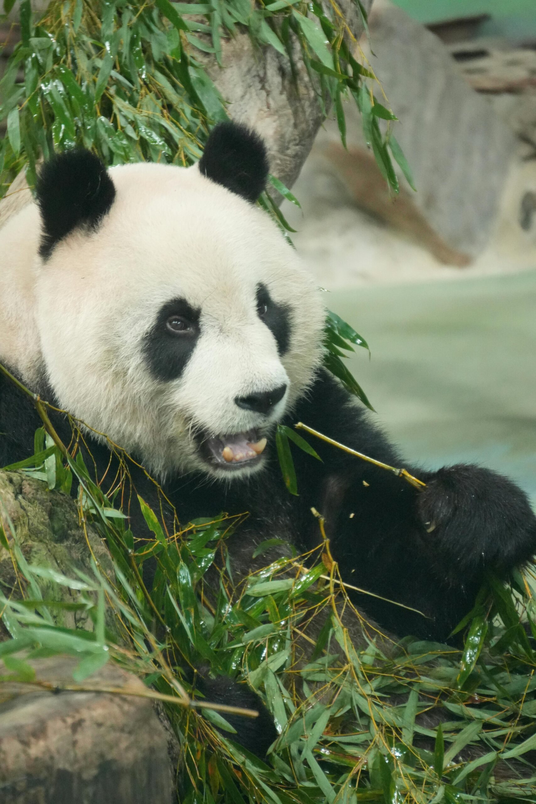 Molecule extrem de mici numite microARN (miRNA), prezente în bambus, pot pătrunde în sângele urșilor panda și pot influența modul în care funcționează genele. Foto: pexels.com