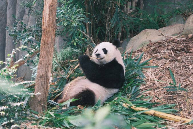 De ce nu mănâncă urșii panda multă carne? Oamenii de știință cred că bambusul le „rescrie” organismul