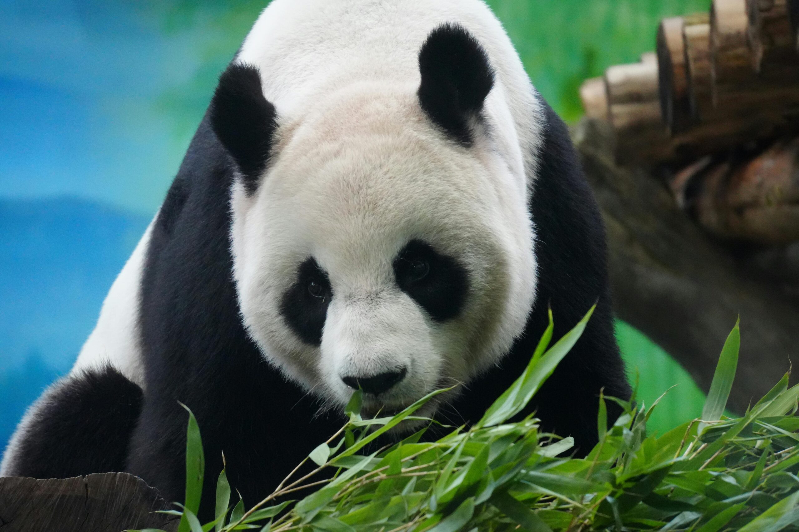 Panda uriaș este unul dintre cele mai fascinante animale din lume. Foto: pexels.com