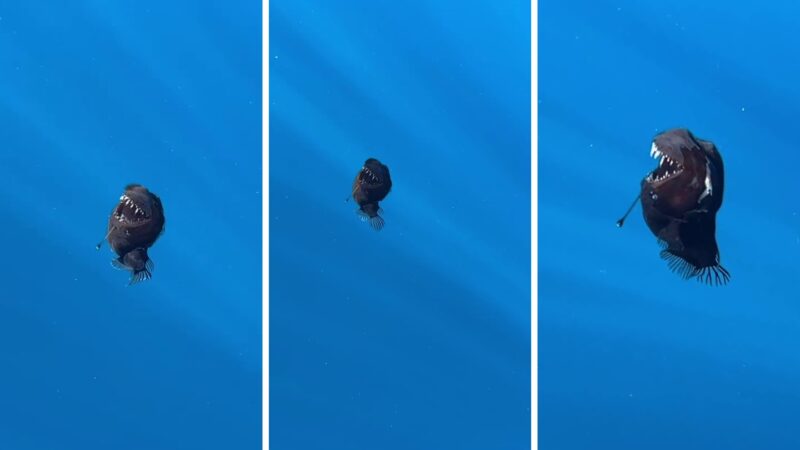 „Diavolul negru de mare”, filmat în premieră la lumina zilei în largul Insulelor Tenerife