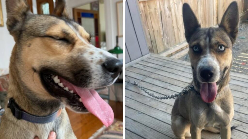 Dispută pentru Bluey, „cel mai frumos câine”. Conflict între femeia care o avea în plasament și un bărbat care susține că animalul i-a fost promis