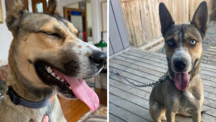 Dispută pentru Bluey, „cel mai frumos câine”. Conflict între femeia care o avea în plasament și un bărbat care susține că animalul i-a fost promis
