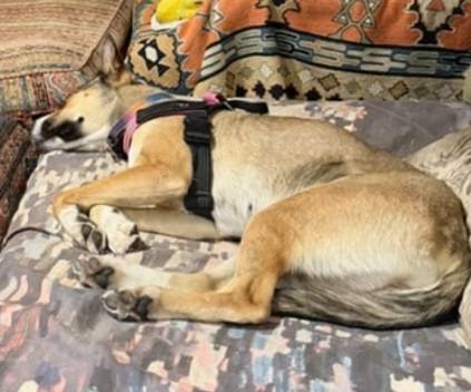 Conflict între femeia care o avea în plasament și un bărbat care susține că animalul i-a fost promis. foto: Facebook @Chained Dog Awareness NZ
