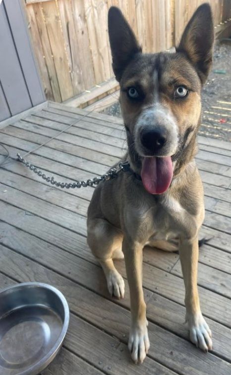 Decizia finală privind adevăratul proprietar urmează să fie stabilită de autorități și de organizația care a salvat-o. foto: Facebook @Chained Dog Awareness NZ