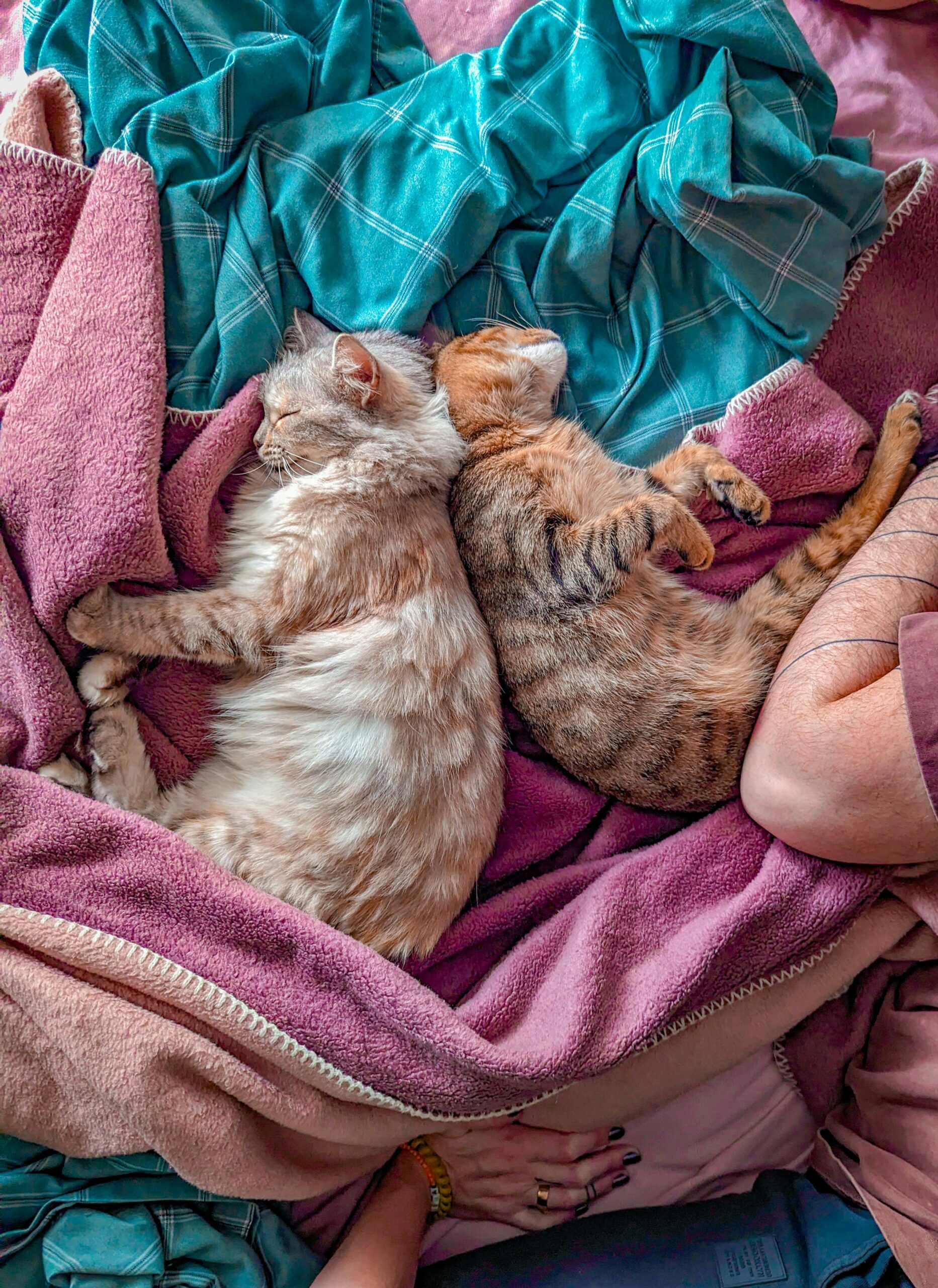 Analiza nu a găsit dovezi clare că dormitul în aceeași cameră cu o pisică ar avea un impact negativ. Foto: pexels.com