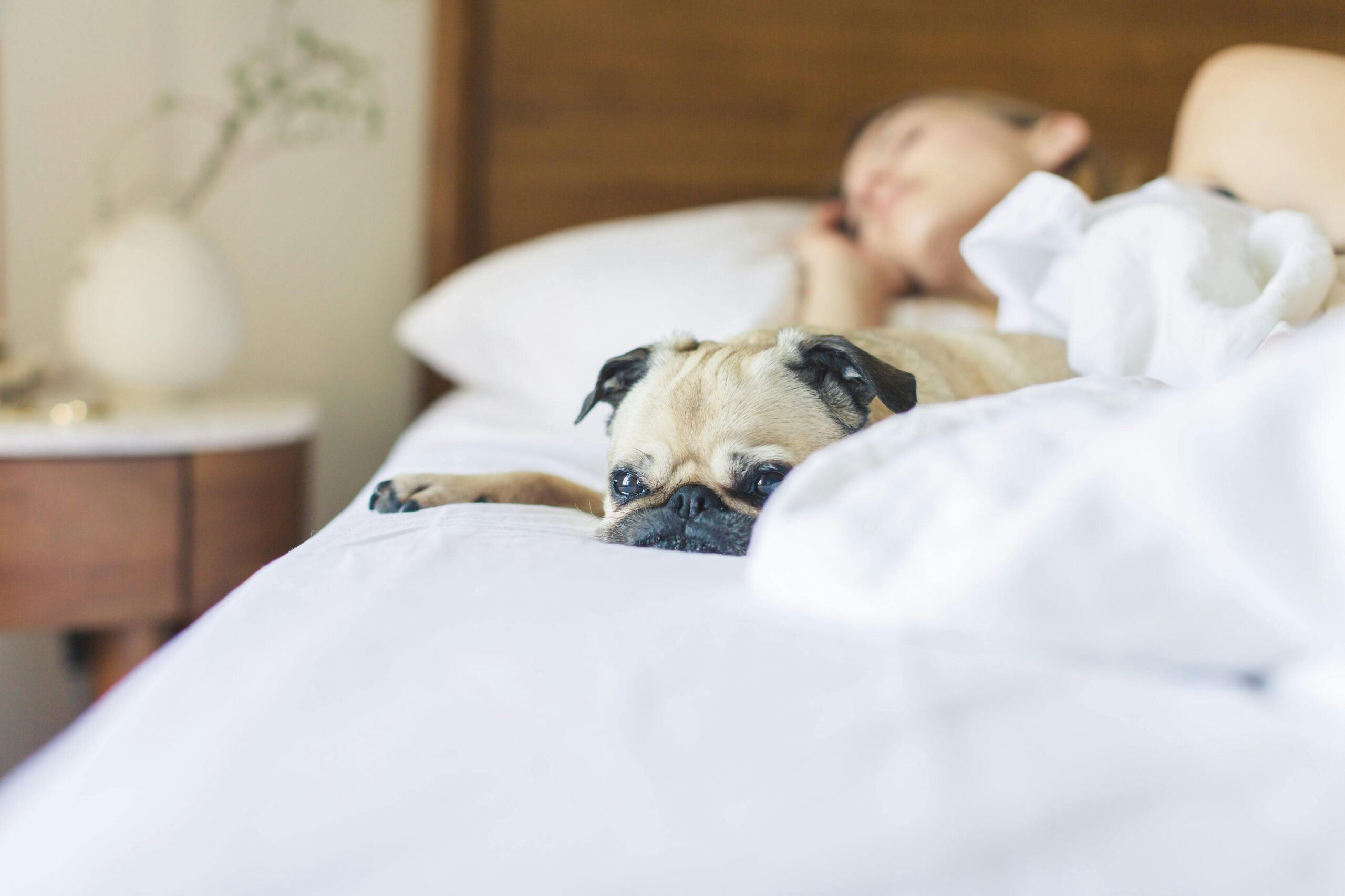 Pentru mulți iubitori de animale, câinele sau pisica nu este doar un companion, ci și un partener de somn. Foto: pexels.com