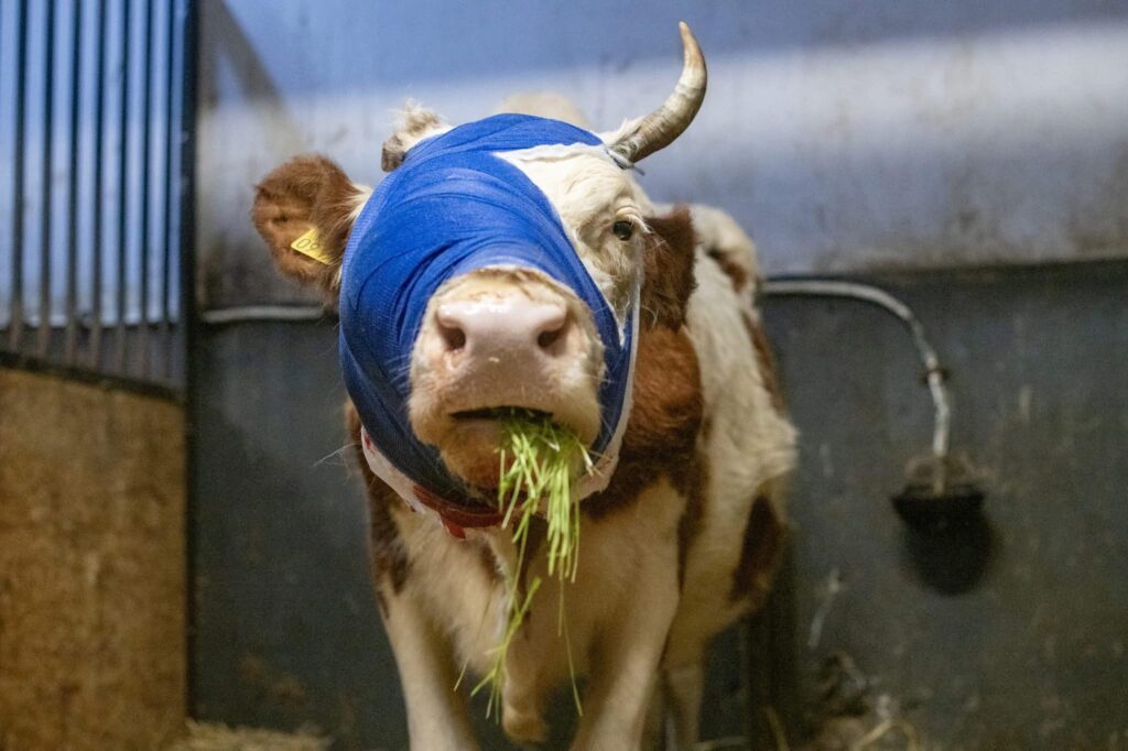 Ea este Bumba, prima văcuță din România tratată pentru cancer. Foto: Facebook @Kola Kariola