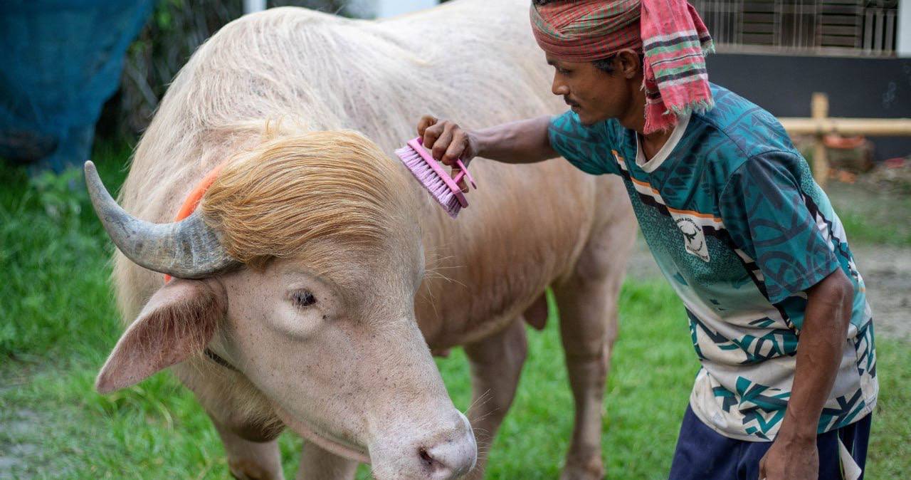 El e „Donald Trump”, bivolul albinos cu păr auriu din Bangladesh. Animalul a devenit o adevărată atracție locală