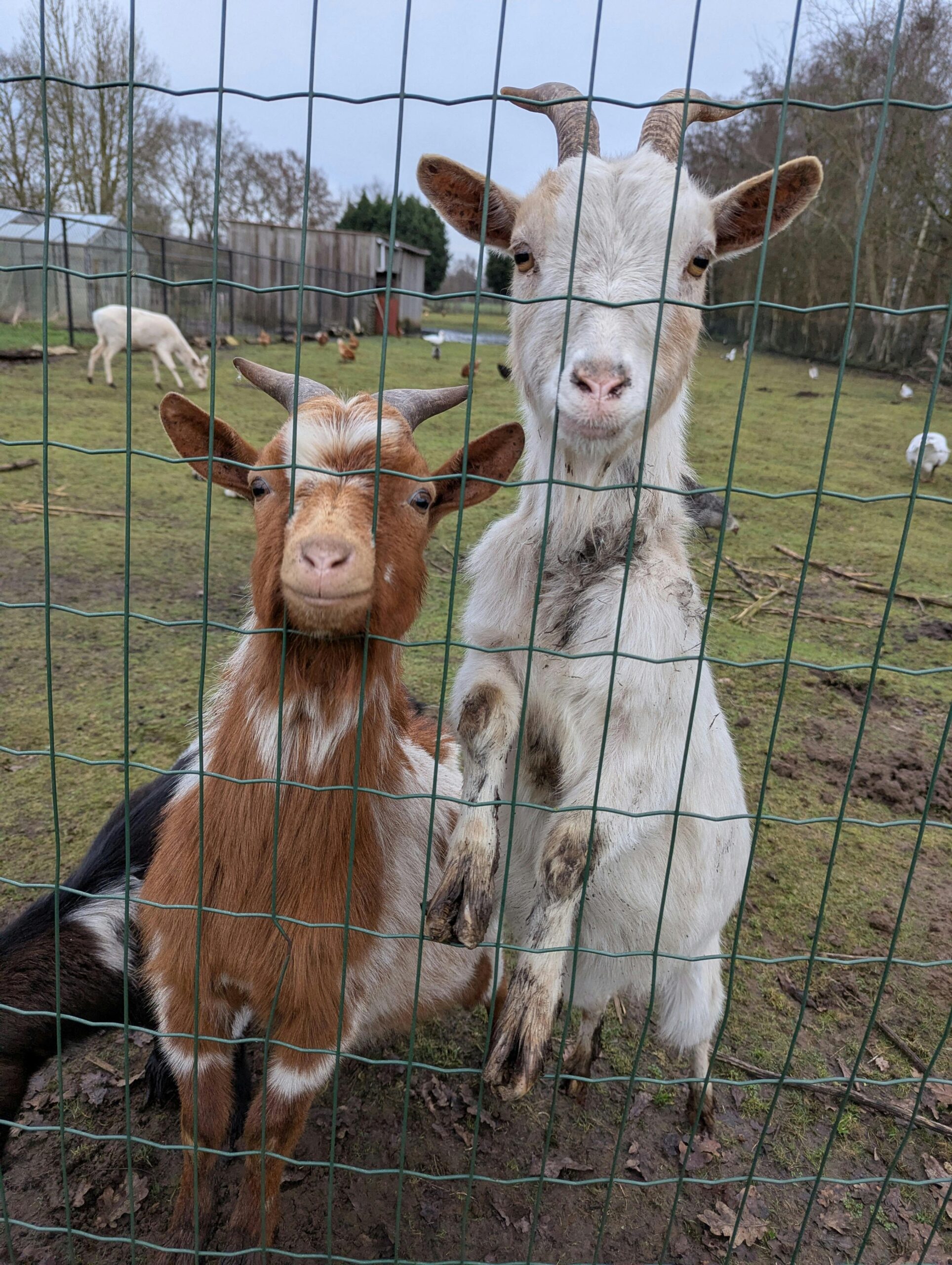 La stână se aflau aproximativ 250 de animale, unele aparținând ciobanului, iar altele fiind încredințate de localnici. Foto: pexels.com