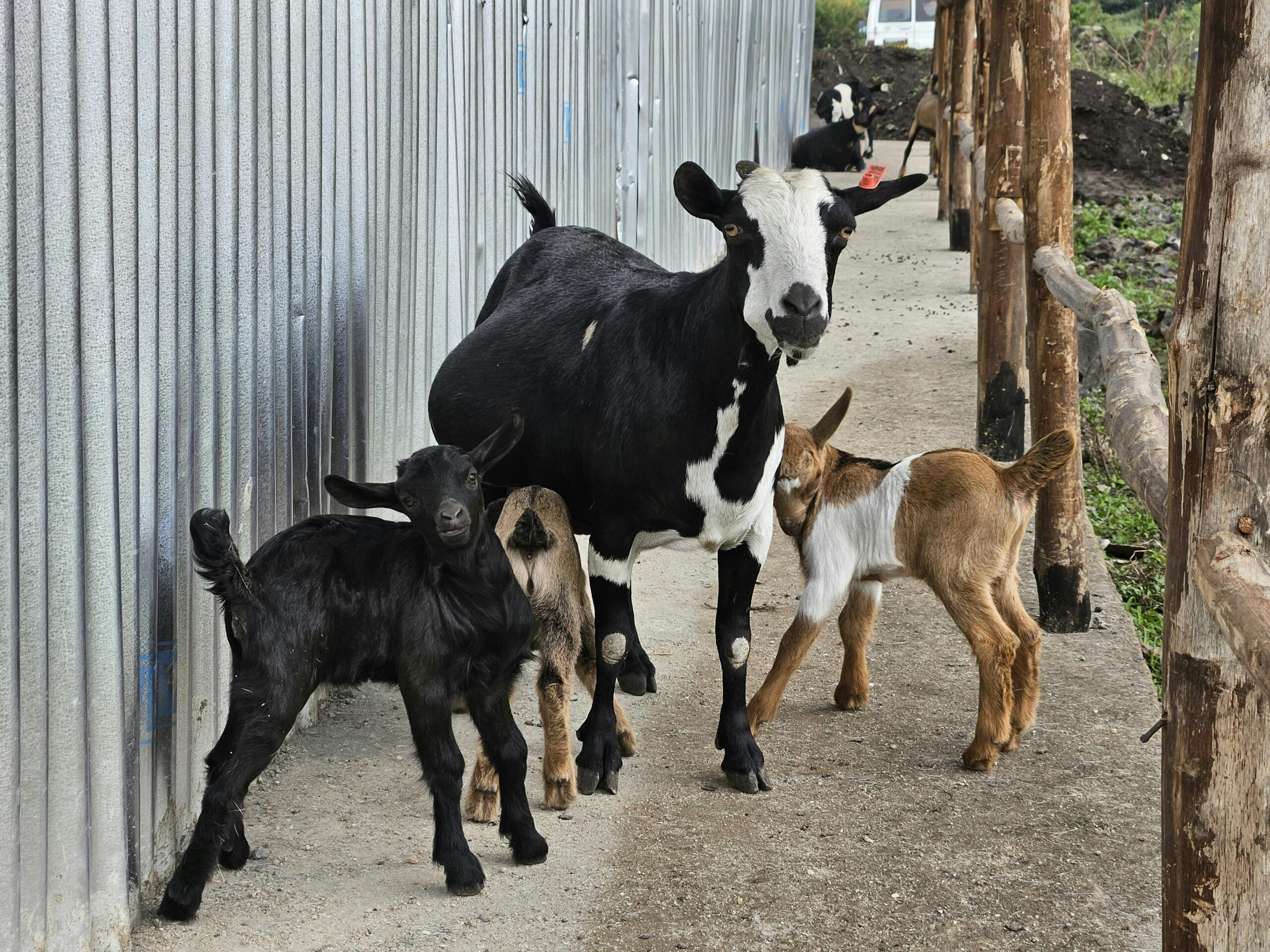 Sute de animale au fost sacrificate, iar zeci de localități au intrat sub restricții. Foto: pexels.com