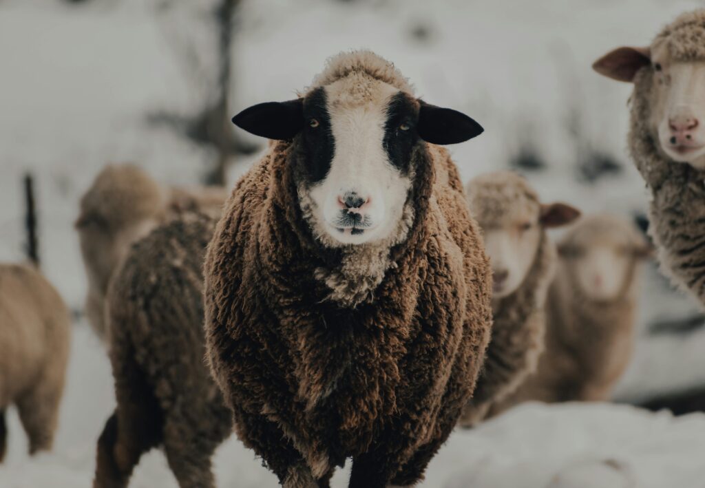 Focar de variolă la oi și capre în Mureș și Bistrița-Năsăud. Foto: pexels.com