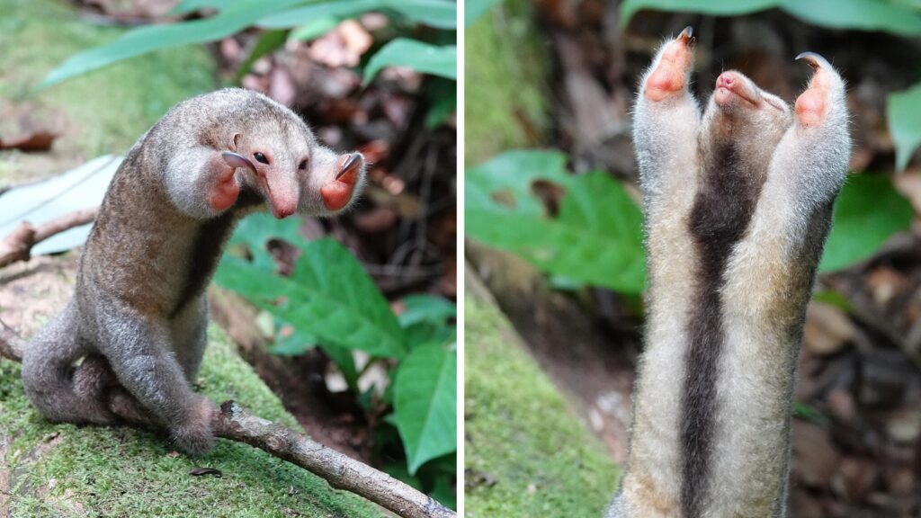 Furnicarul mătăsos, surprins în jungla din Surinam. Micul mamifer, mai ușor decât un mango, a „pozat” spectaculos pentru camere