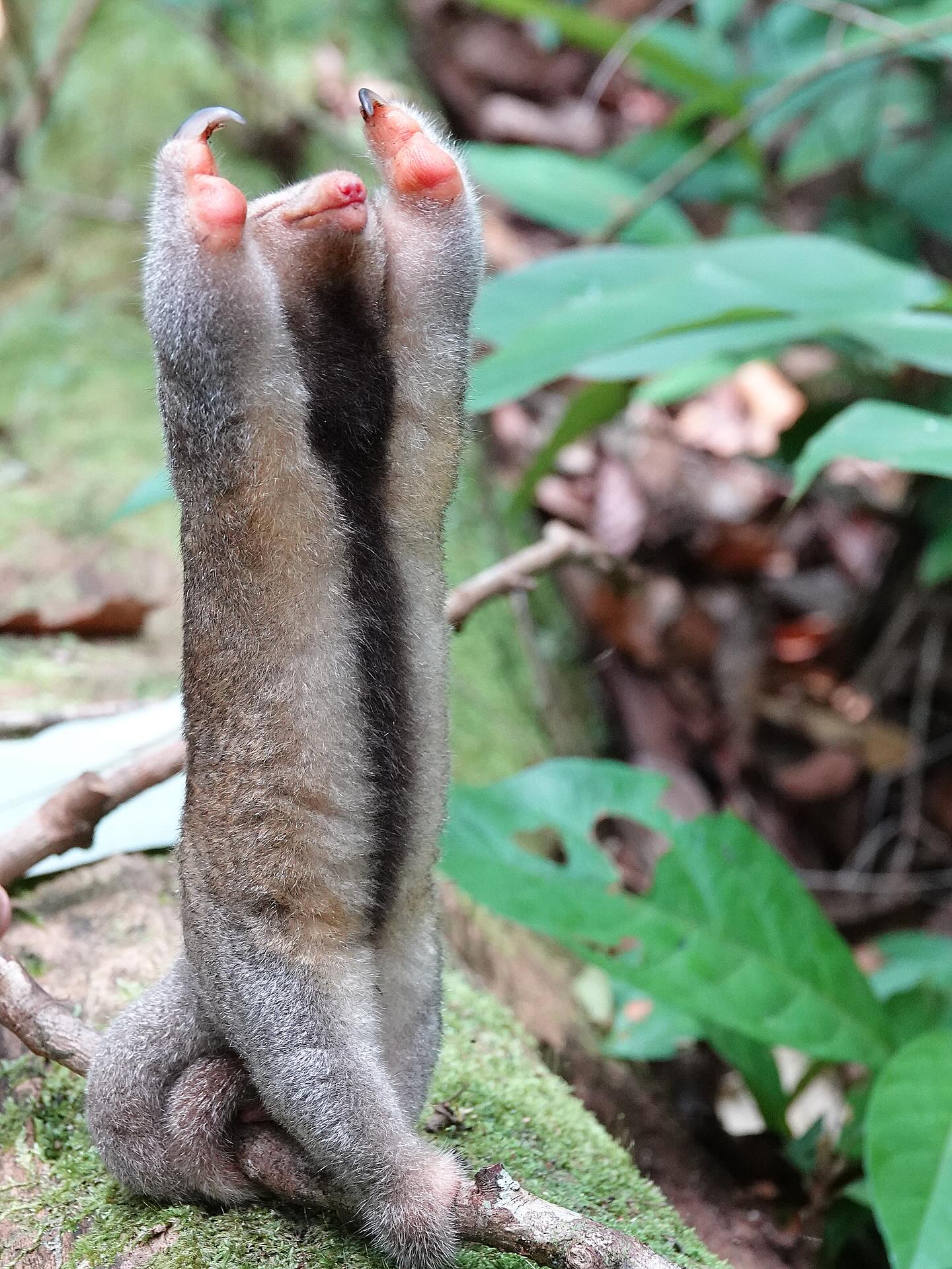 Animalul a fost fotografiat în habitatul său natural din pădurile tropicale din Surinam. Foto: Instagram @Leon Pansa