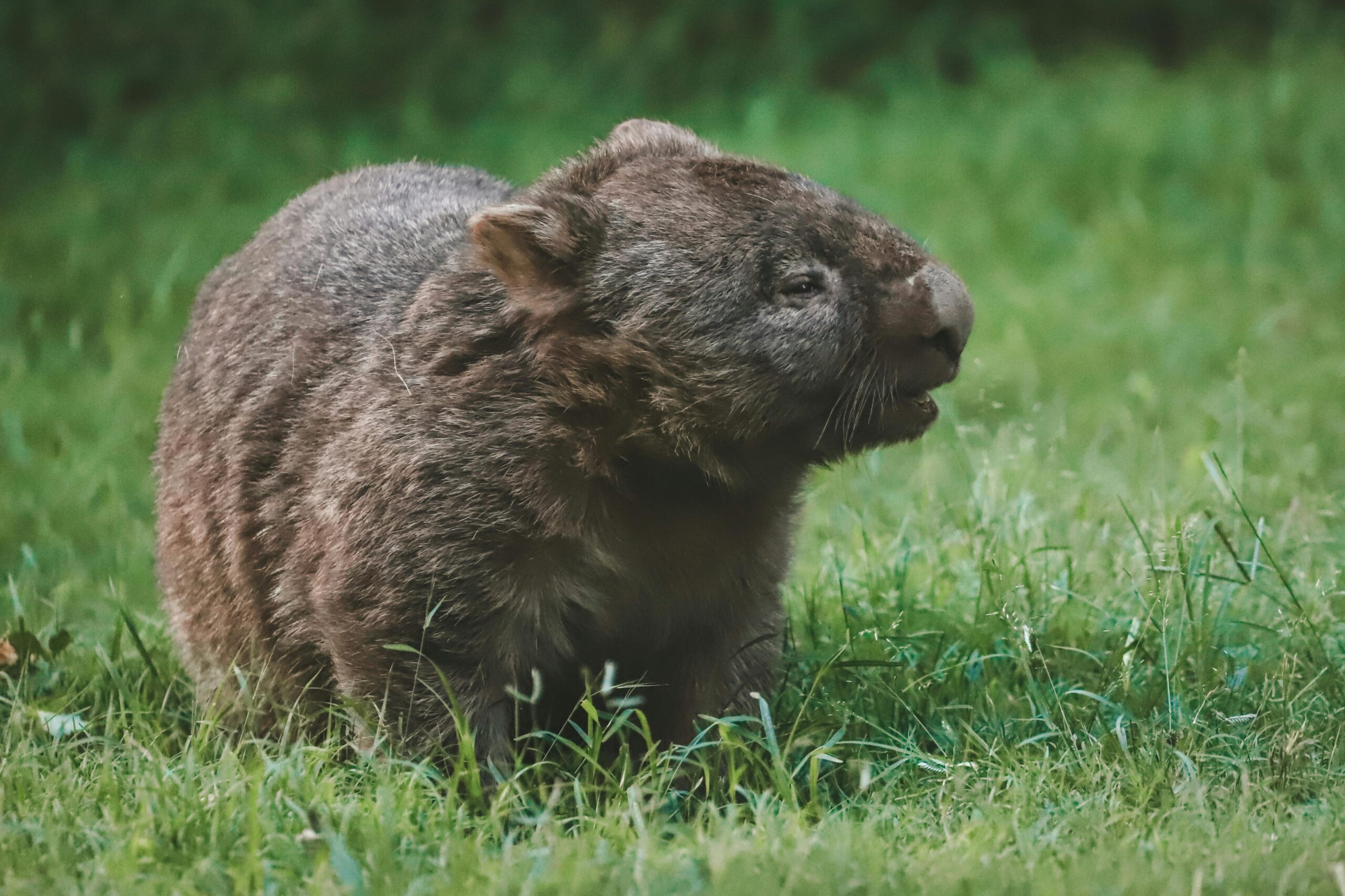 Wombatul este un mic marsupial originar din Australia, cu picioare scurte și un aspect care îl face adesea să pară inofensiv. Foto: pexels.com
