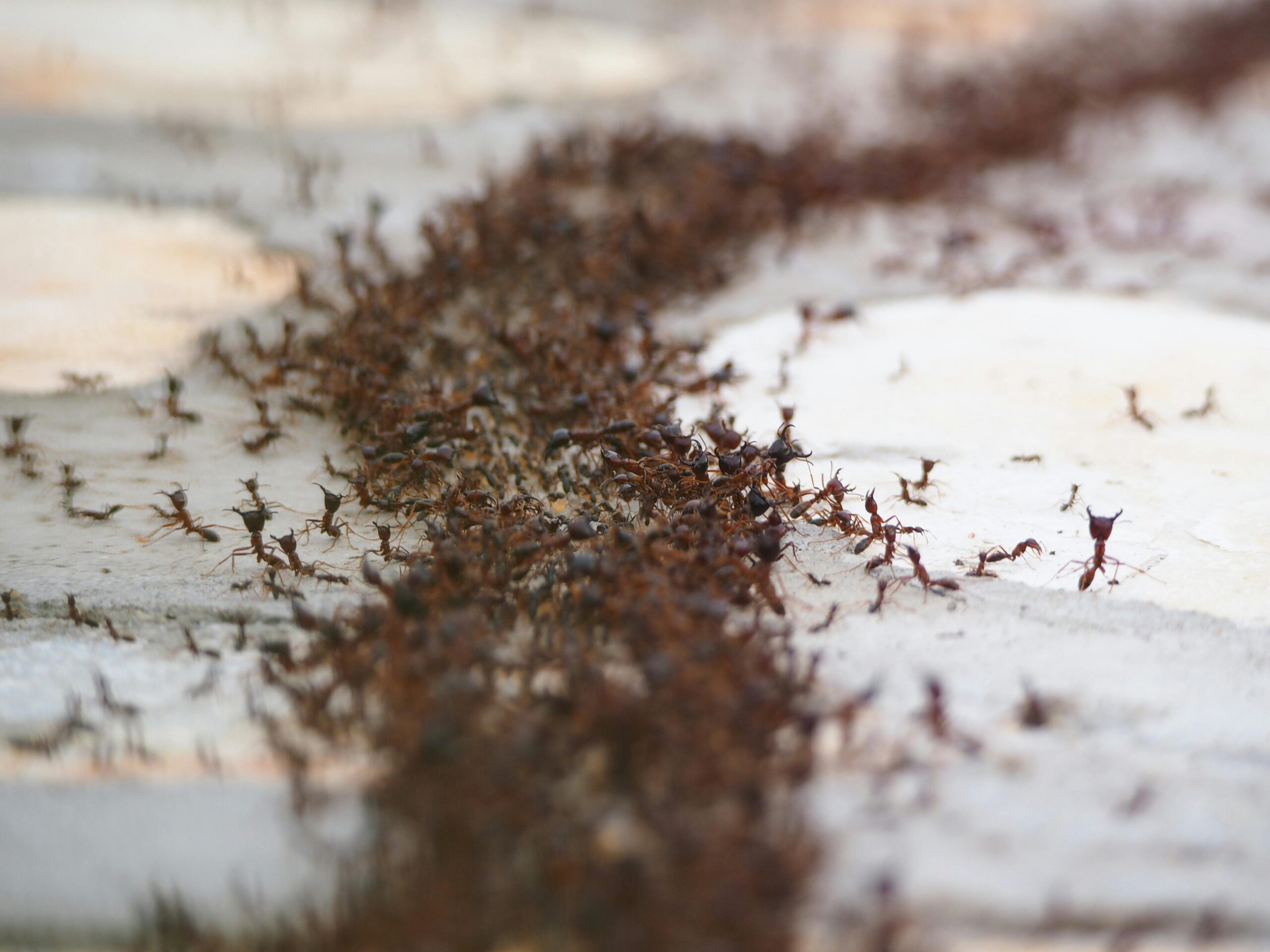 Insectele au apărut în număr foarte mare în curți, grădini și chiar în interiorul caselor. Foto: pexels.com