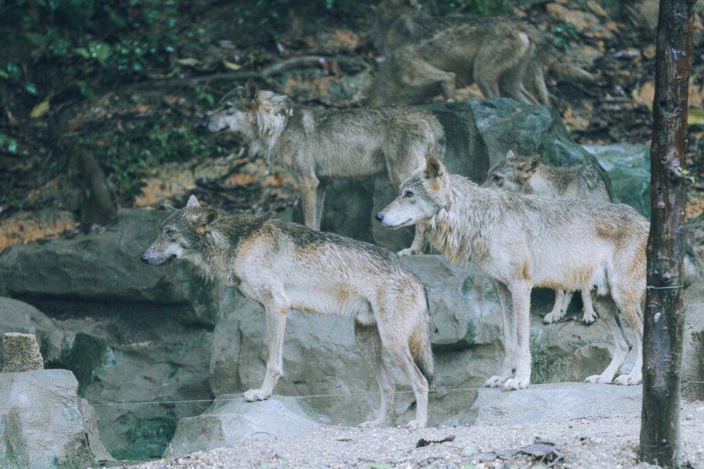 Lup observat în apropierea Castelului Corvinilor. De ce apar tot mai des aceste animale în apropierea localităților