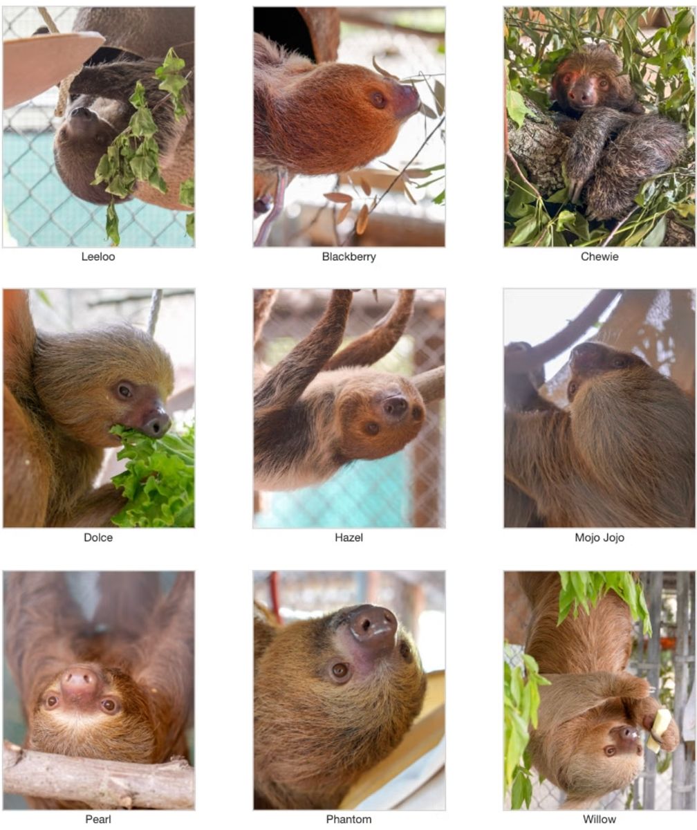 Cazul face parte dintr-un scandal mai amplu legat de un proiect eșuat de atracție turistică numit Sloth World Orlando. Foto: Central Florida Zoo Botanical Gardens