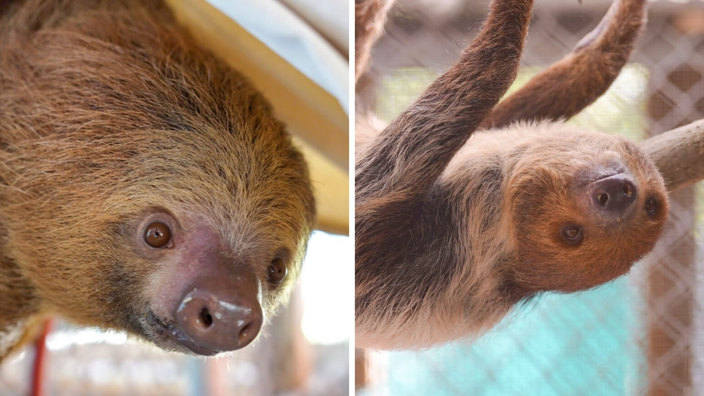 Doi dintre leneși, Chewie și Dolce, au fost externați din secția de terapie intensivă vineri. Foto: Central Florida Zoo Botanical Gardens
