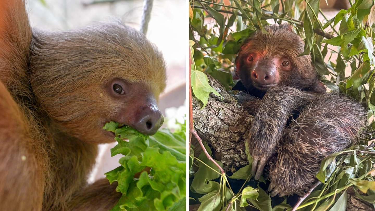 Nouă leneși salvați dintr-un depozit din Florida își revin. Foto: Central Florida Zoo Botanical Gardens
