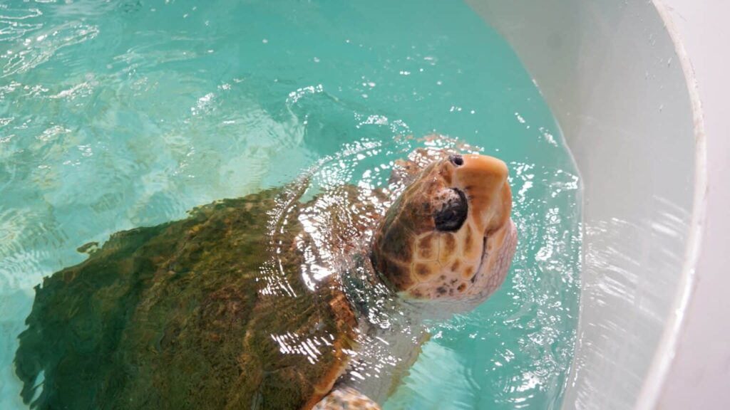 O broască țestoasă marină de 120 kg a ajuns la reabilitare: „Molly”, noul pacient al centrului modernizat din Algarve