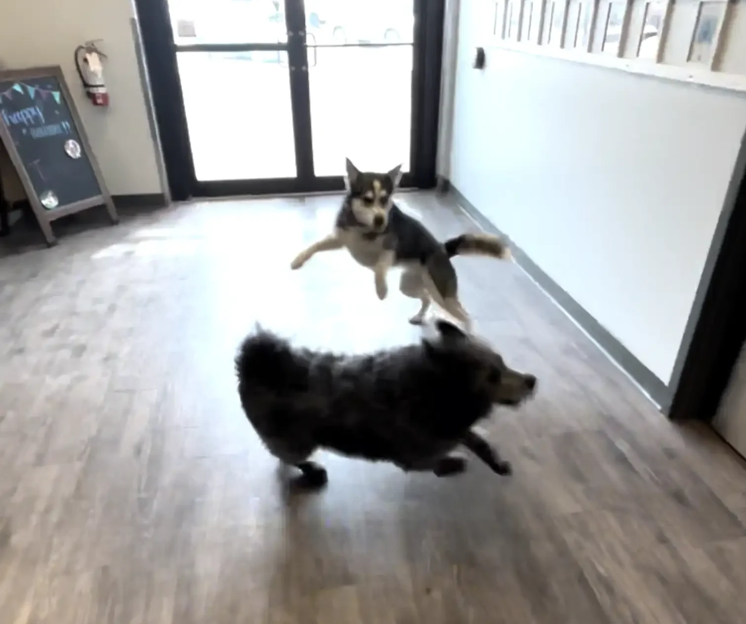 Missy și-a surprins stăpânii și îngrijitorii după ce a ajuns singură la centrul de zi pentru câini, hotărâtă să-și petreacă ziua alături de Shaggy. Foto: Spot's Place