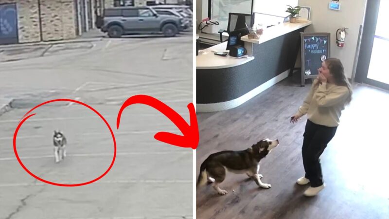 O cățelușă a fugit de la programarea la veterinar ca să-și vadă „iubitul” de la grădinița canină. Imaginile te vor topi! VIDEO