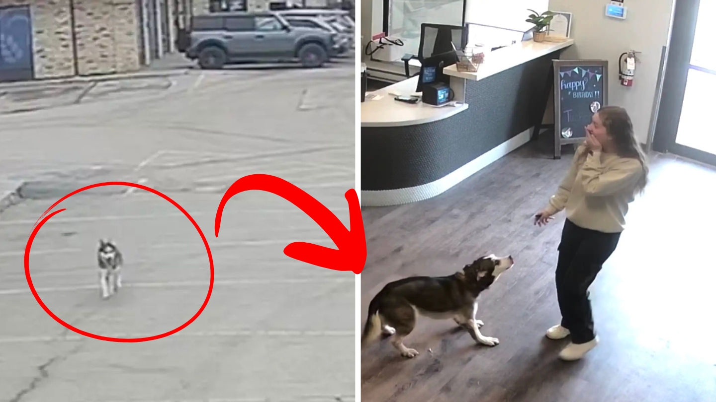 O cățelușă a fugit de la programarea la veterinar ca să-și vadă „iubitul” de la grădinița canină. Foto: Spot's Place