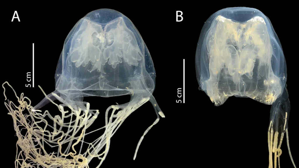 O nouă specie de meduză-cutie extrem de veninoasă, descoperită lângă Singapore. Foto: Iesa et al. Raffles Bulletin of Zoology