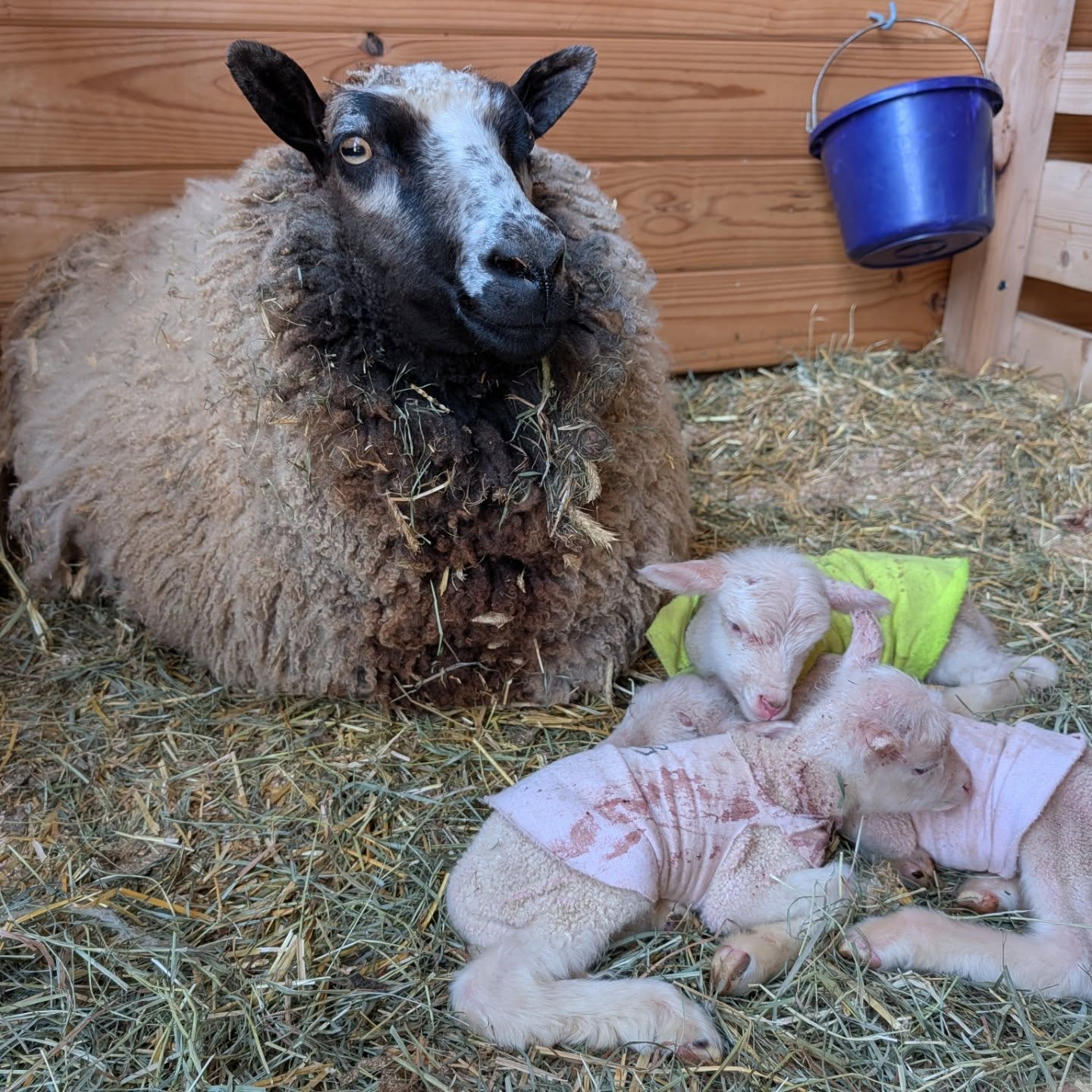 Povestea lui Teemu a devenit rapid virală, fiind considerată un adevărat miracol în lumea zootehnică. foto: Instagram @Clover and Bee Farm