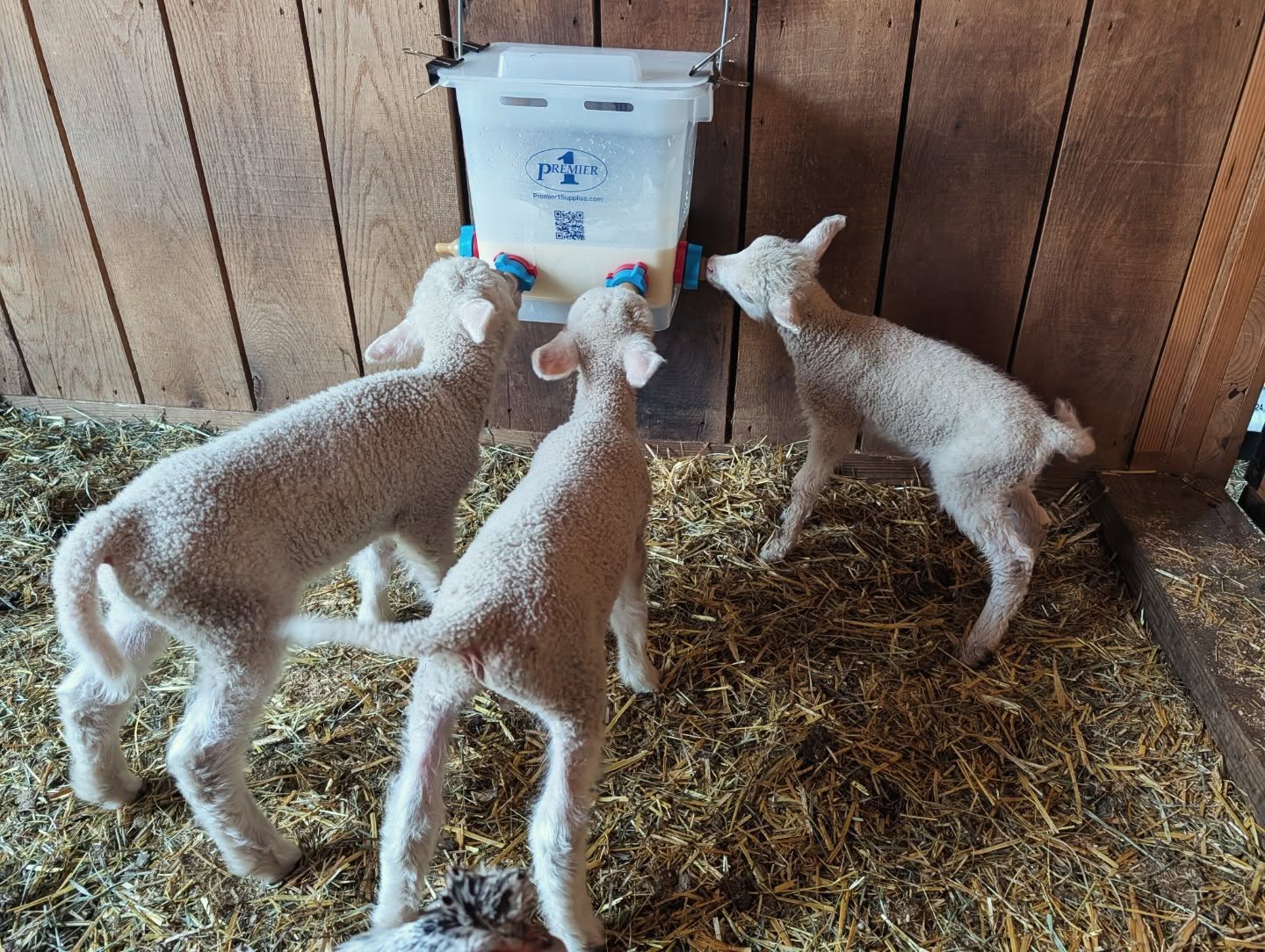Animalul mai avusese anterior patru miei într-o singură fătare. foto: Instagram @Clover and Bee Farm