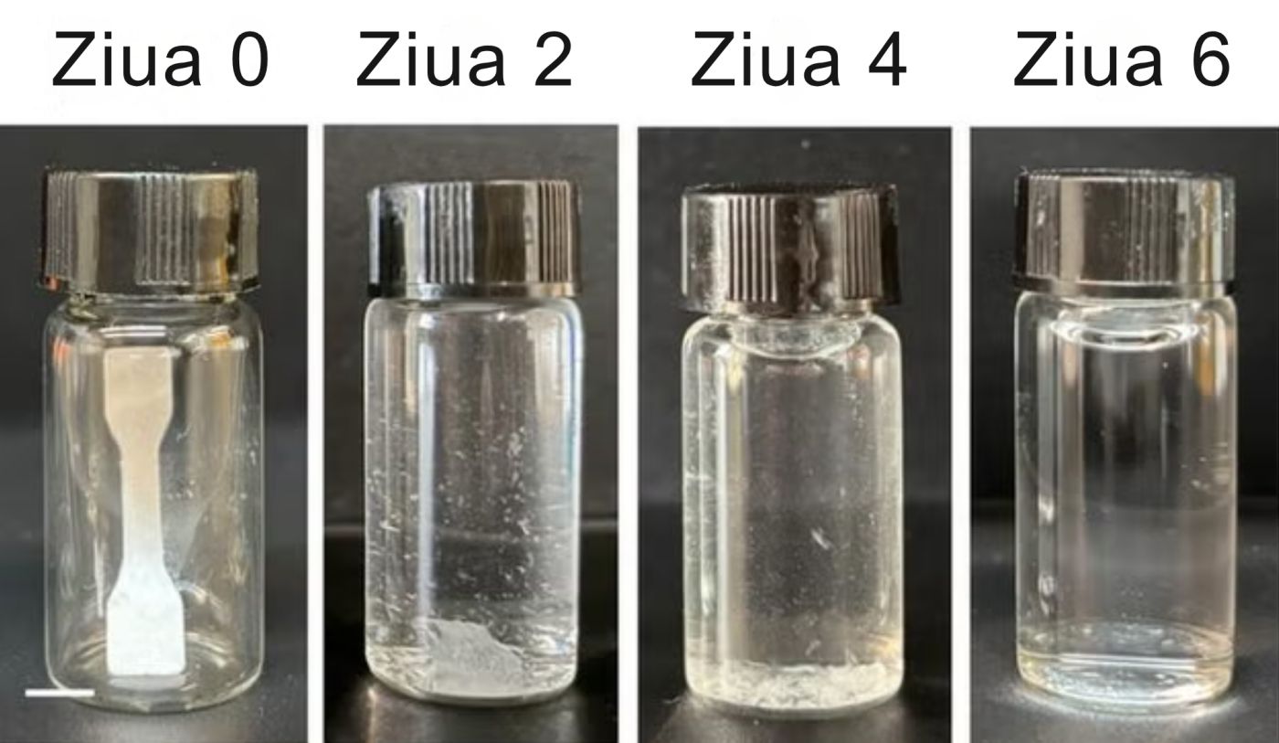 Cercetătorii au creat un „plastic viu” care se autodistruge în doar 6 zile, fără să lase microplastice. Foto: ACS Applied Polymer Materials