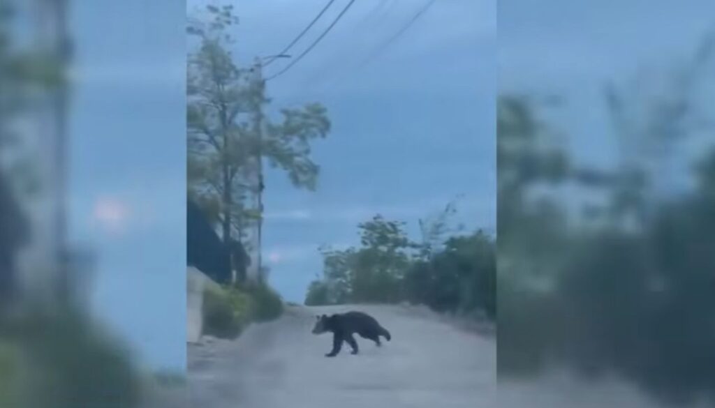 Un urs a fost surprins în localitatea Dezmir. Sursa foto: captură video YouTube