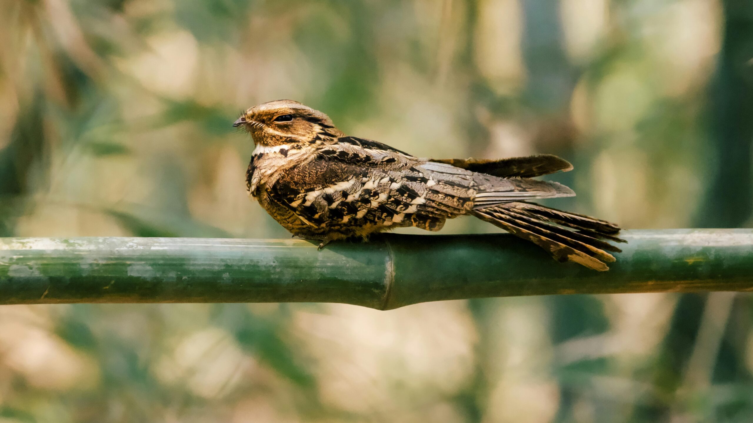 Păsările studiate fac parte din familia Caprimulgus europaeus, rude îndepărtate ale colibriilor. Foto: pexels.com