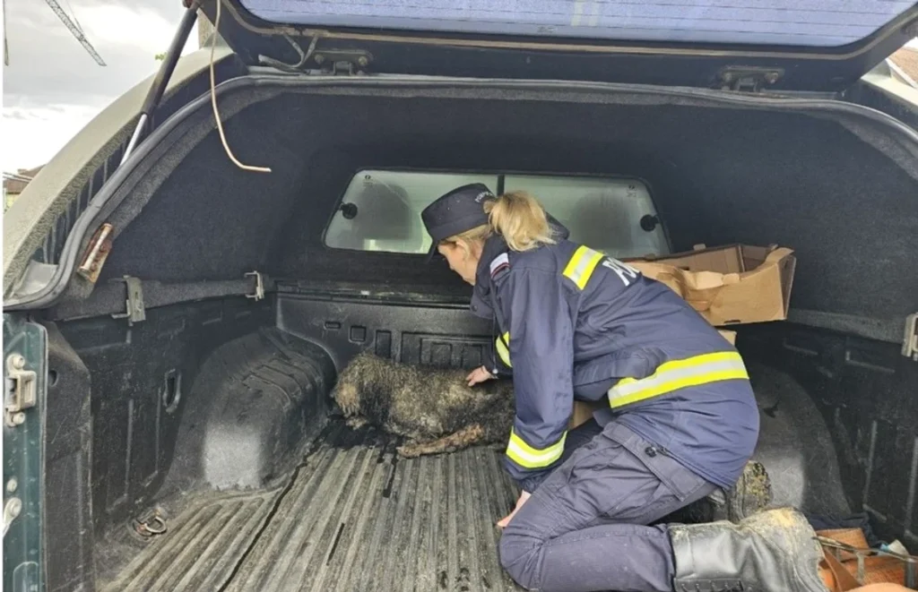 Pompierii din Sibiu au salvat un câine bătrân prins în noroi. Foto: Facebook