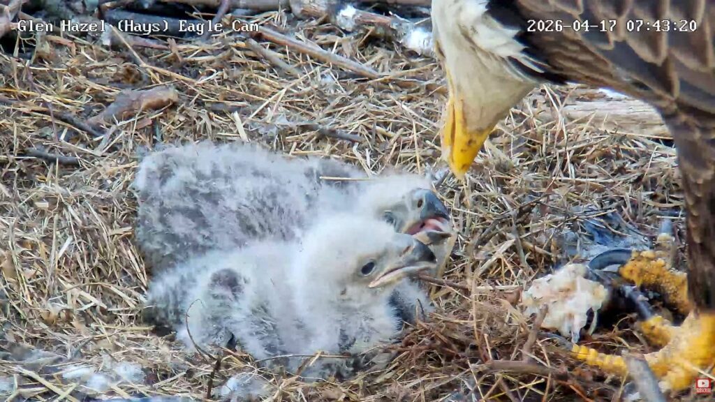 Puii de vultur din cuibul Glen Hazel au murit după ce s-au îmbolnăvit. Foto: captură video live PixCams