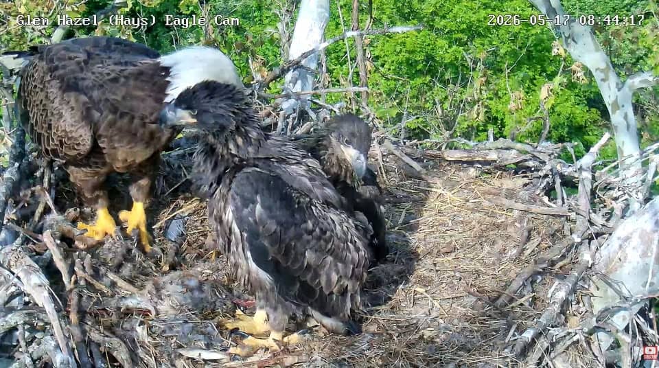 Ambii pui de vultur s-au stins la scurt timp după ce au prezentat semne severe de boală. Foto: captură video live PixCams