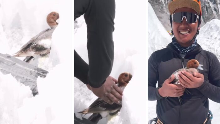 Rață găsită înghețată pe Muntele Everest, la 5.500 de metri altitudine. Cum au salvat-o ghizii montani