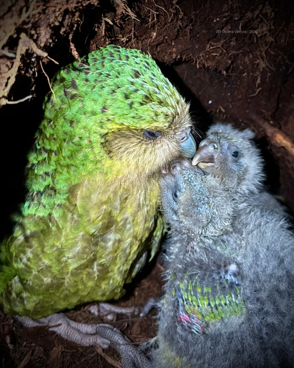 Din 256 de ouă depuse, au eclozat 105 pui de kākāpō. Doar 98 sunt încă în viață. Foto: Sarah Manktelow / DOC